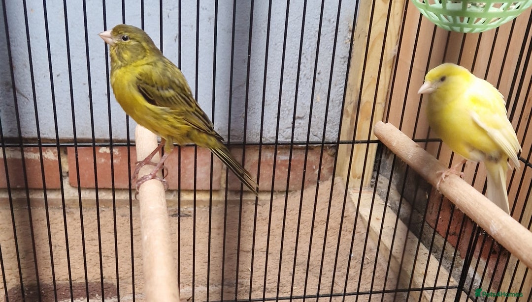 Canaries birds for sale: Spanish timbrado canaries pair - Advert 6