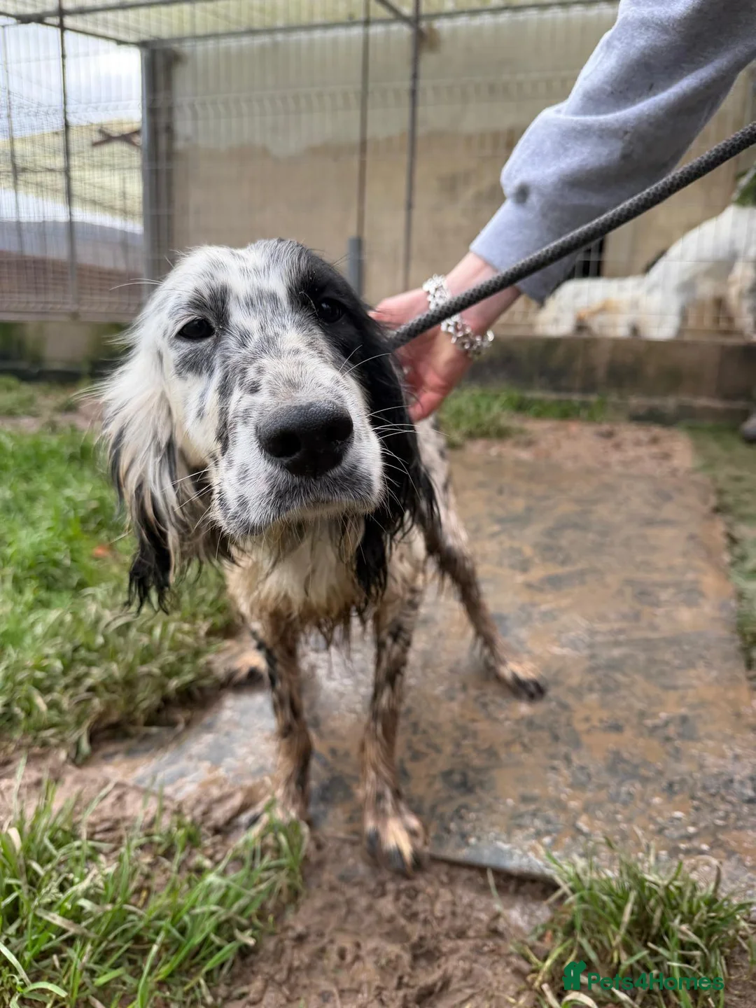 English Setter dogs for adoption: Dama  - Advert 13