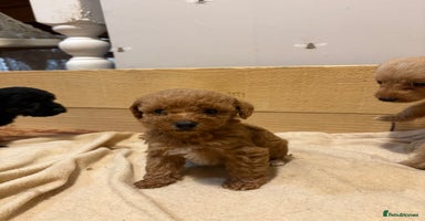 Mixed Breed dogs Poodle mix **1 fluffy boy left ** - Advert 11