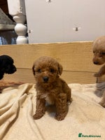 Mixed Breed dogs Poodle mix **1 fluffy boy left ** - Advert 11