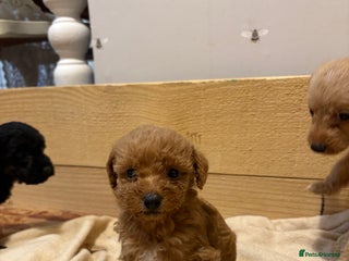 Mixed Breed dogs - Advert 11