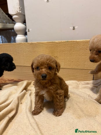 Mixed Breed dogs - Advert 8