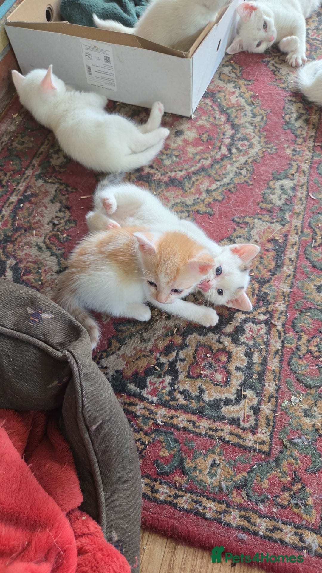 British Shorthair cats for sale: Pet Kittens  - Image 5
