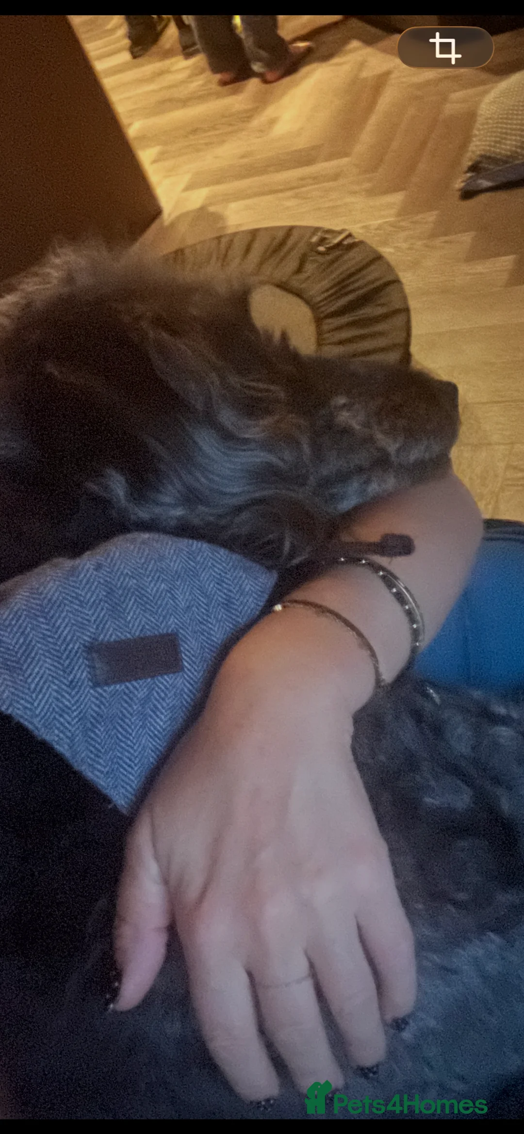 Labradoodle dogs for sale: Labradoodle rehome - Advert 3