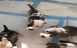 Staffordshire Bull Terrier dogs for sale: Black/ white/ grey staffies - Image 15
