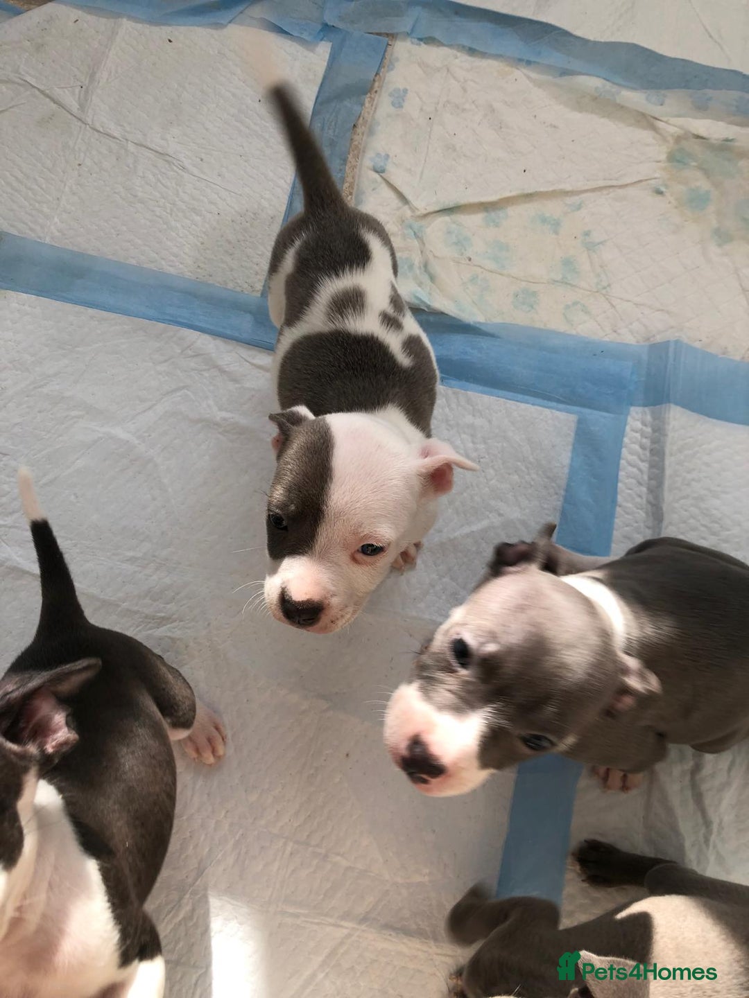 Staffordshire Bull Terrier dogs for sale: Black/ white/ grey staffies - Image 15