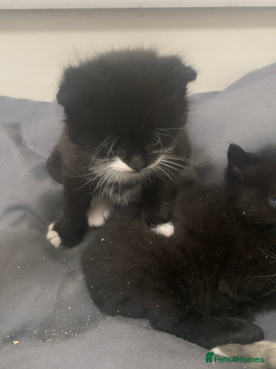 Mixed Breed cats for sale: Stunning kittens - Advert 6