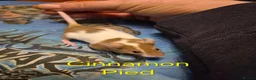 Mouse rodents for sale: 10 Cute Female Baby Fancy Mice - Advert 5
