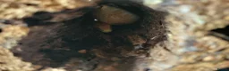 Corn Snake reptiles for sale: Corn snakes  - Advert 1
