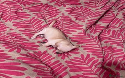 Mixed Breed dogs for sale: 2 Beautiful chihuahua boys needing a loving home  - Advert 11