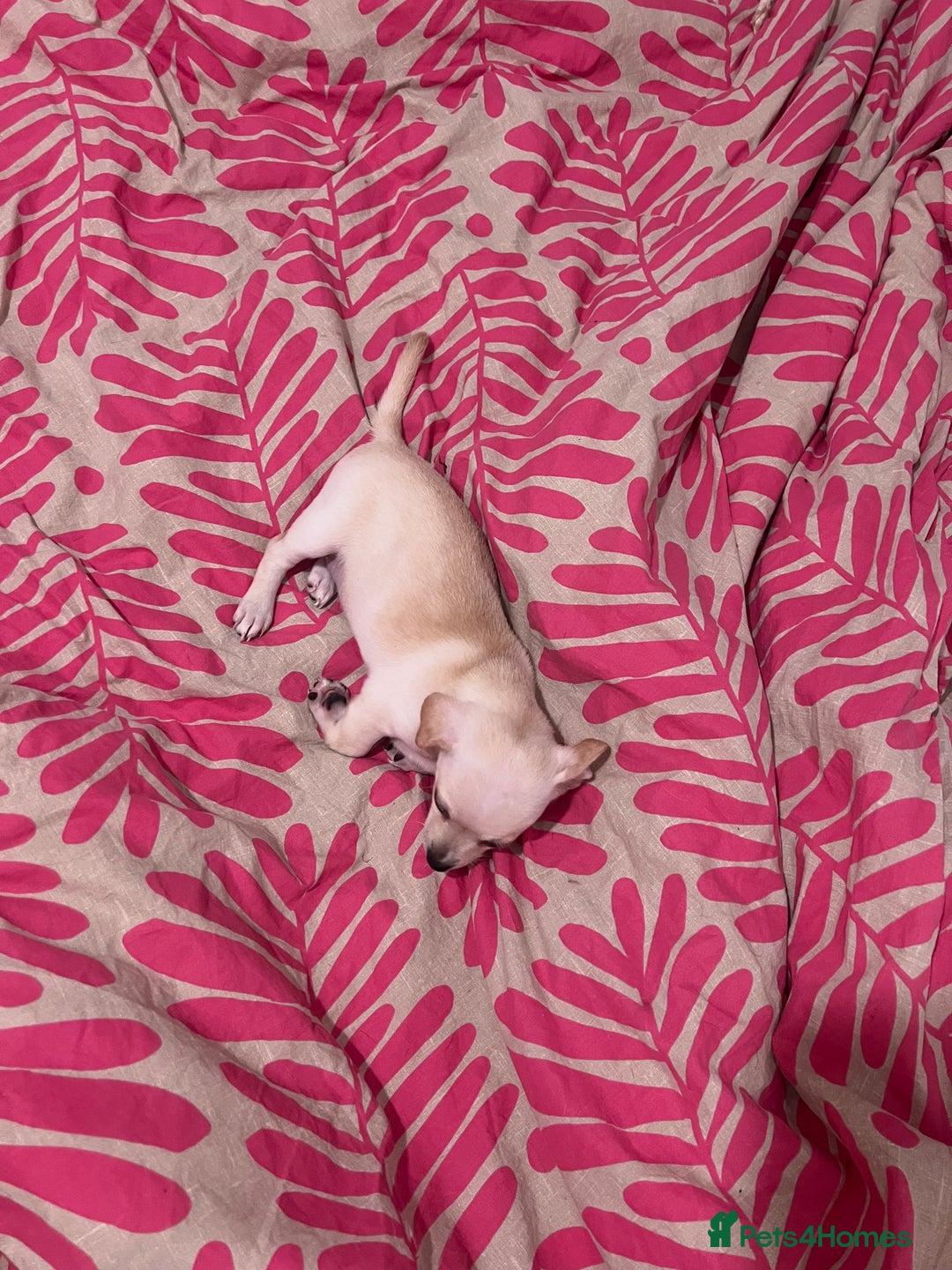 Mixed Breed dogs for sale: 2 Beautiful chihuahua boys needing a loving home  - Advert 11