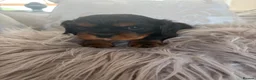 Cavalier King Charles Spaniel dogs for sale: KC Beautiful Health Tested Babies - Advert 7