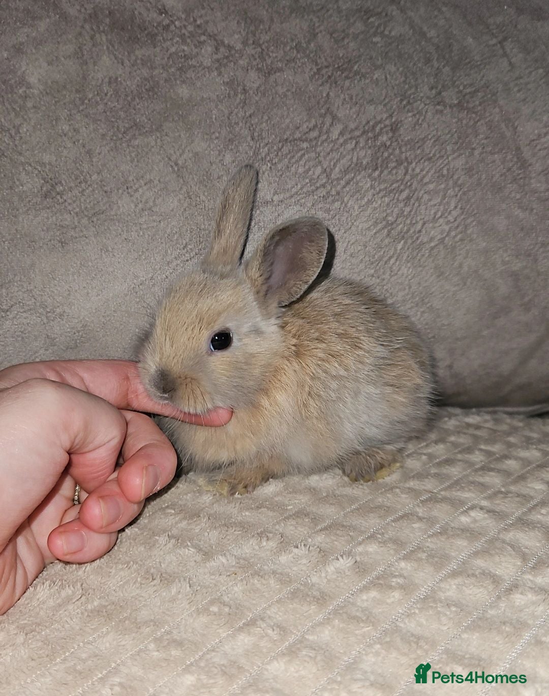 Mini Lop rabbits X8 Beautiful Baby Bunnies - Advert 1