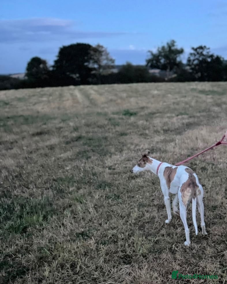 Mixed Breed dogs Lurcher  - Advert 10