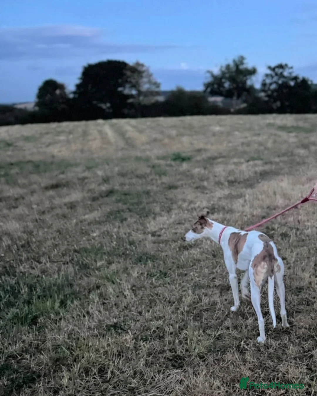 Mixed Breed dogs for sale: Male Lurcher - Advert 1