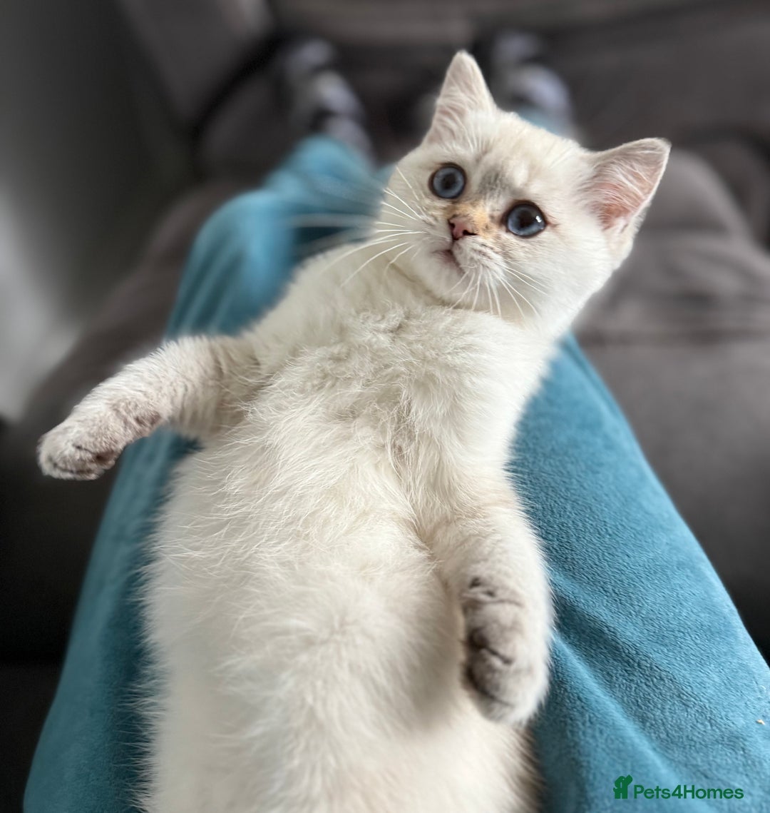 British Shorthair cats for sale: Beautiful GCCF kittens from champion lines  - Image 38