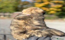 Lhasa Apso dogs for sale: Lhasa Apso Puppies  - Image 6
