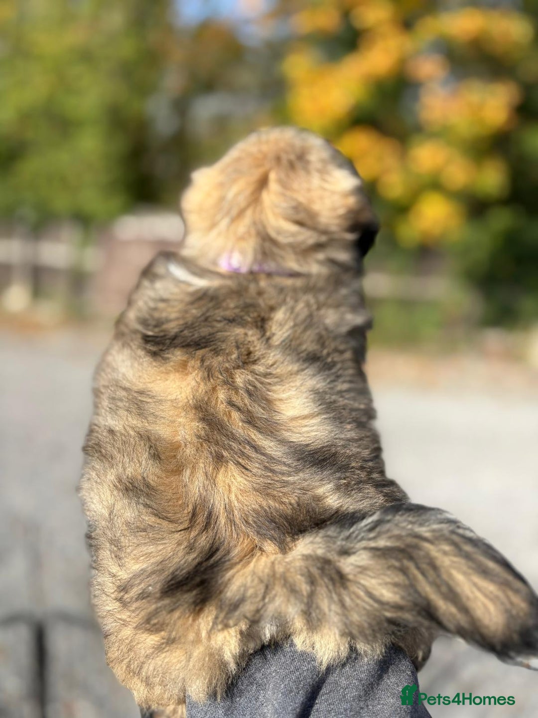 Lhasa Apso dogs for sale: Lhasa Apso Puppies  - Image 6