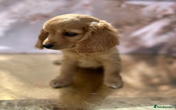 Cockapoo dogs for sale: YANKYDOODLES(COCKERPOOS) - Image 5
