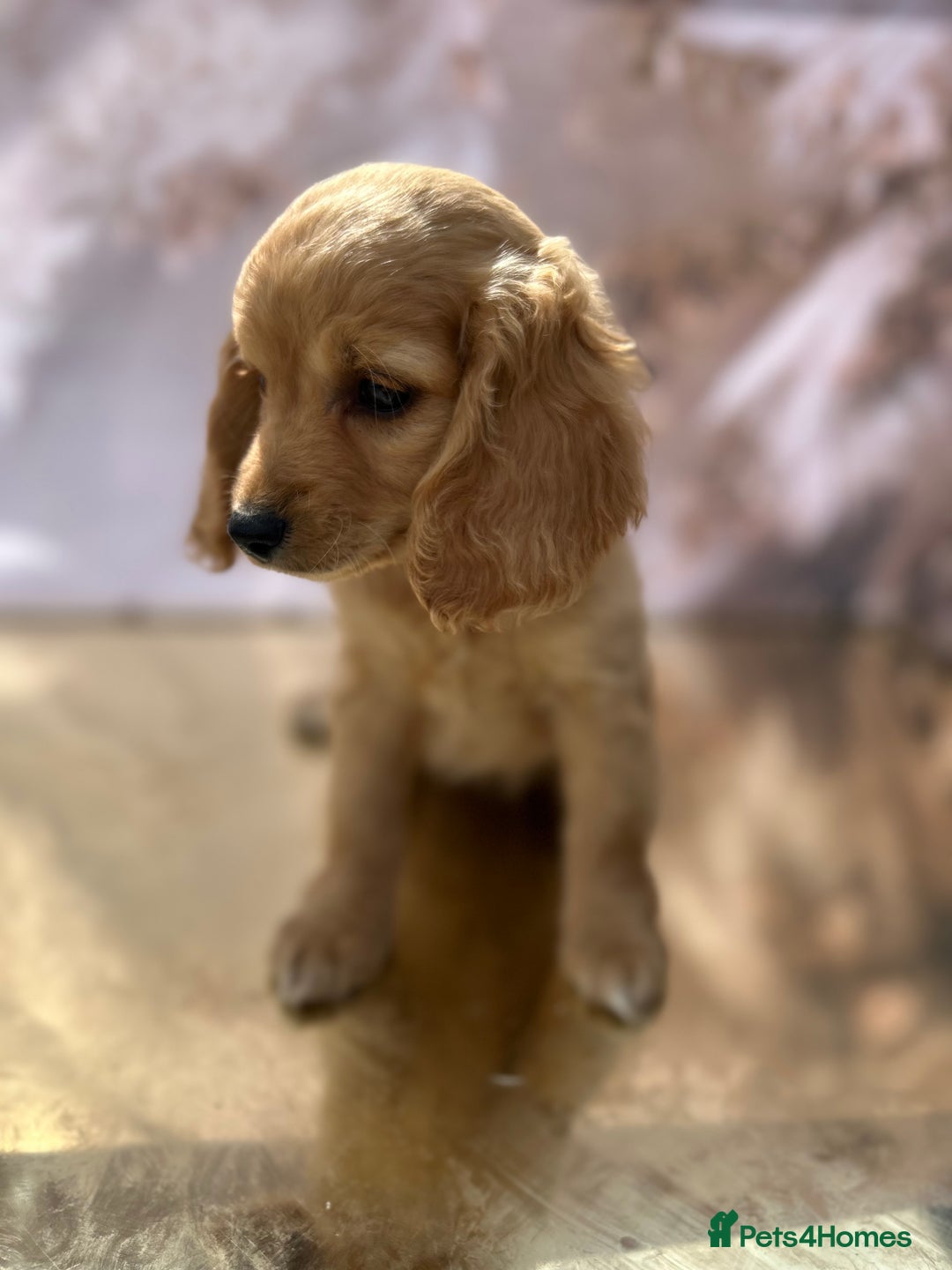 Cockapoo dogs for sale: YANKYDOODLES(COCKERPOOS) - Image 5