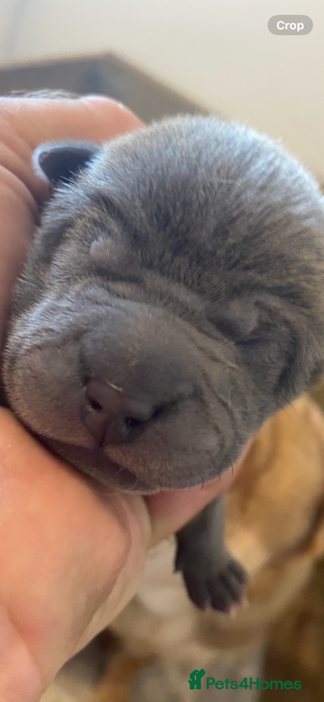 Shar Pei dogs for sale: Shar pei puppies - Image 3