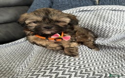 Shih Tzu dogs for sale: Shih Tzu puppies  - Image 16
