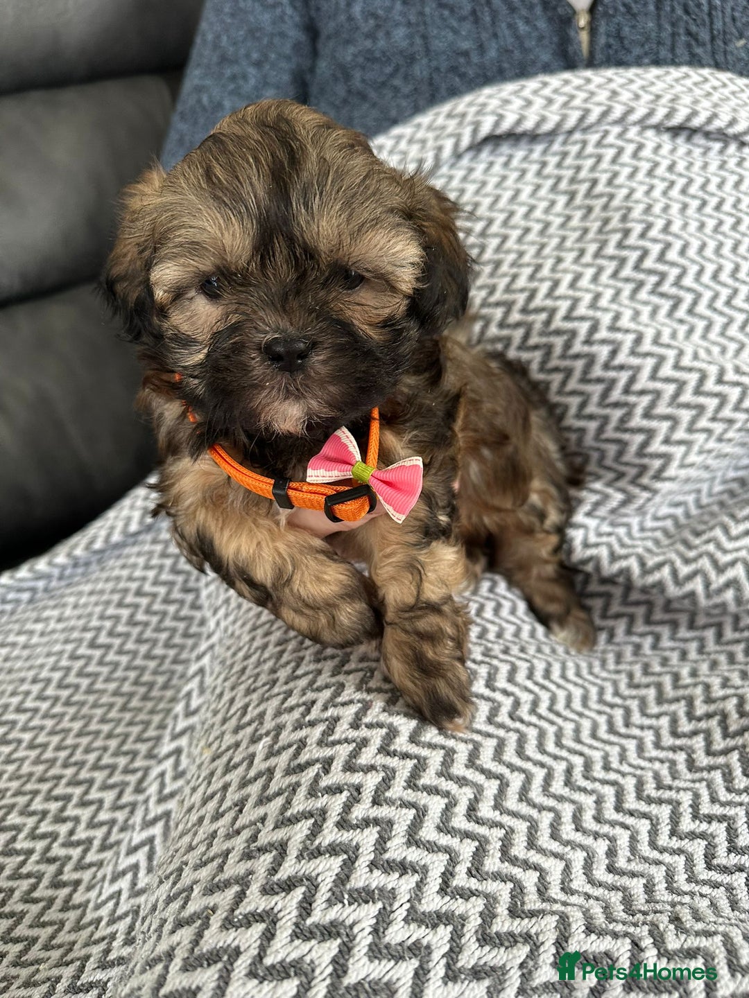 Shih Tzu dogs for sale: Shih Tzu puppies  - Image 16