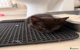 British Shorthair cats for sale: ALL BLACK FEMALE SHORTHAIR KITTEN - Image 2
