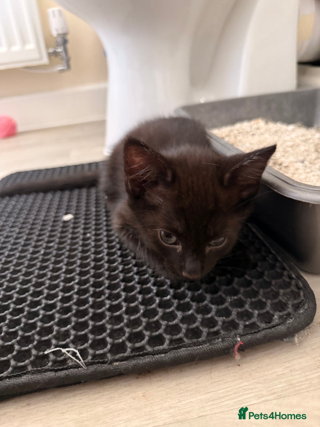 British Shorthair cats for sale: ALL BLACK FEMALE SHORTHAIR KITTEN - Image 2