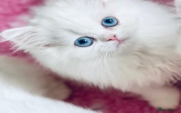 Persian cats for sale: Pure White Persian Girls BLUE EYES & full hearing - Image 16