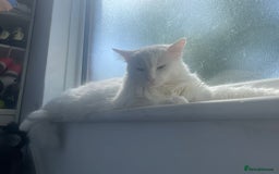 Turkish Angora cats for sale: Snowy Turkish Angora 2 years old female - Image 8