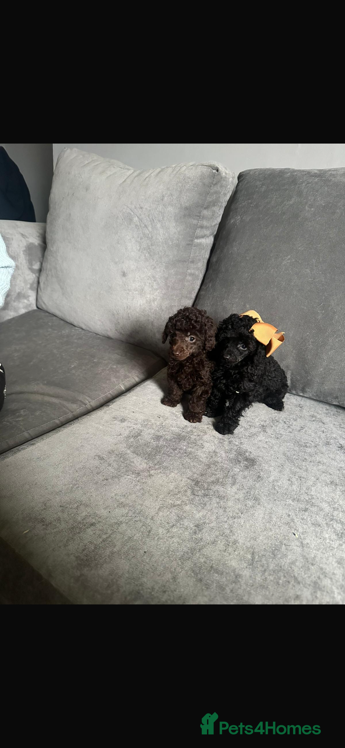 Toy Poodle dogs TOY POODLE PUPPIES🐶🐾 - Advert 2