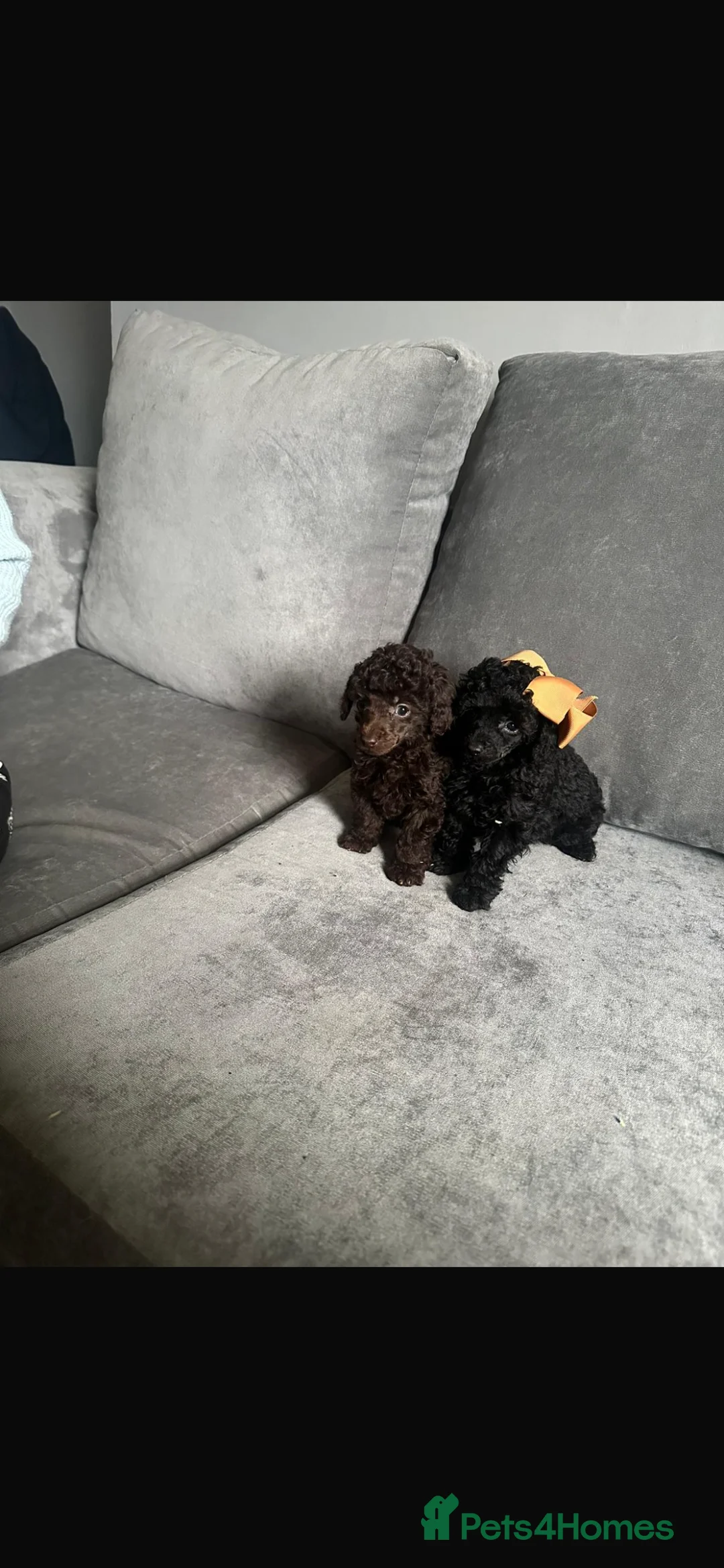 Toy Poodle dogs for sale: TOY POODLE PUPPIES🐶🐾 - Advert 1