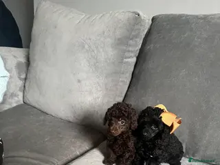 Toy Poodle dogs TOY POODLE PUPPIES🐶🐾 - Advert 3