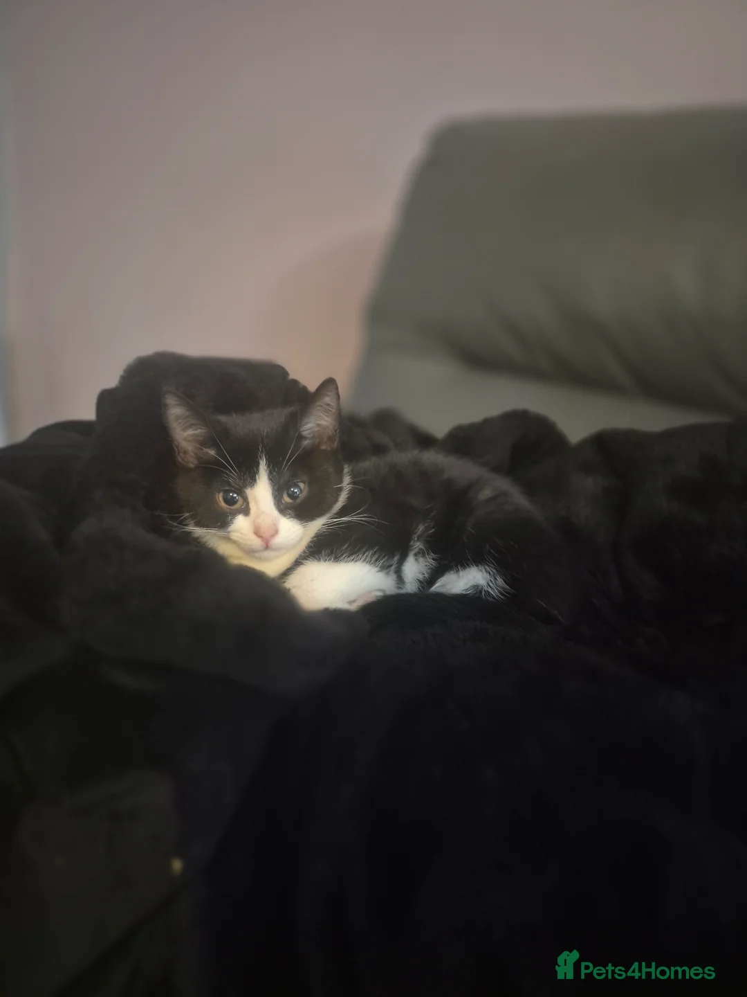 Domestic Shorthair cats for sale: Kittens in Ormskirk - Advert 4