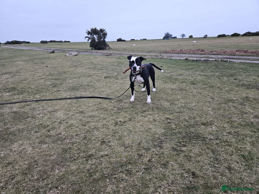 Mixed Breed dogs for adoption: URGENT FOSTER HOME 🏠 🚨 ‼️ 🆘  - Advert 10