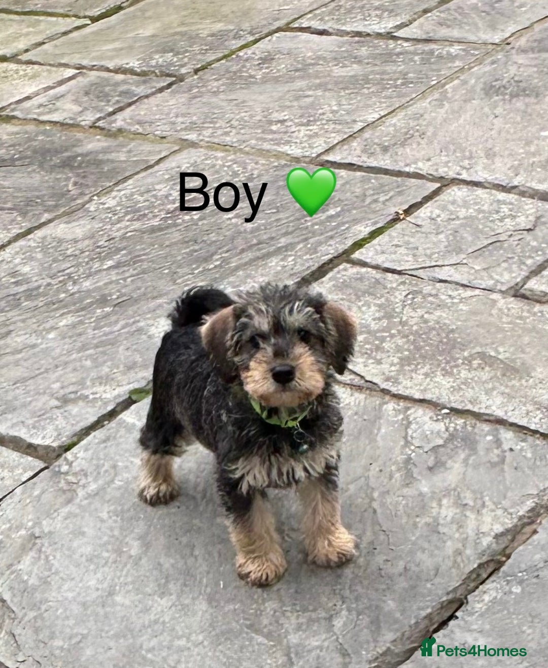 Mixed Breed dogs for sale: F1 MINI SCHNOODLE PUPPIES READY NOW - Image 17