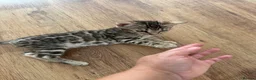 Bengal cats for sale: Bengal kittens for sale - Advert 20