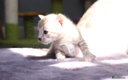 Bengal cats for sale: 😻OUTSTANDING SHOW BENGALS. SHOW WINNING PARENTS🏆 - Image 28