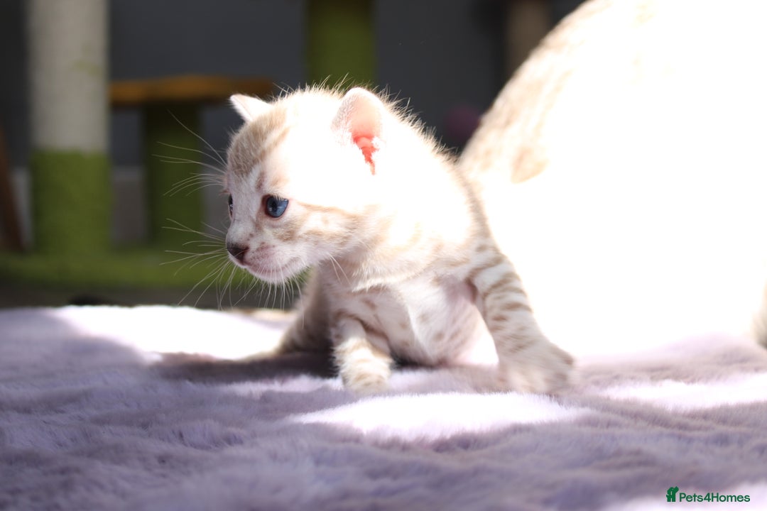 Bengal cats for sale: 😻OUTSTANDING SHOW BENGALS. SHOW WINNING PARENTS🏆 - Image 28