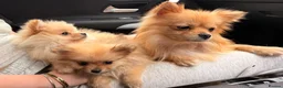 Pomeranian dogs for sale: 2 beautiful Pomeranian puppies - Advert 22