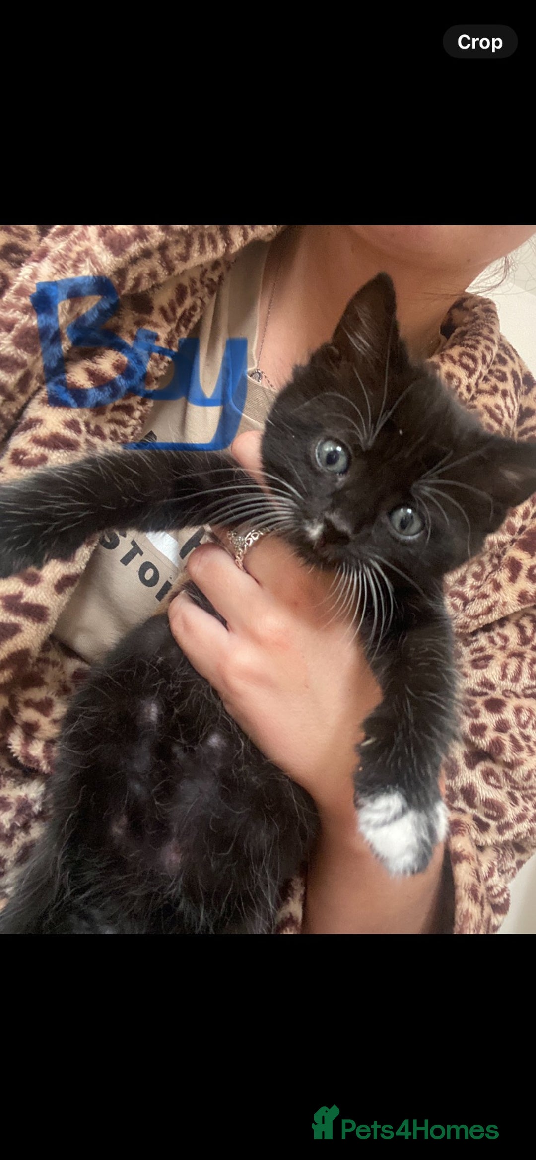 Mixed Breed cats for sale: BEAUTIFUL BLACK AND WHITE KITTENS READY TO LEAVE🐱 - Image 9