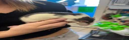 Rat rodents for sale: Hairless, dumbos and fancy rats - Advert 7