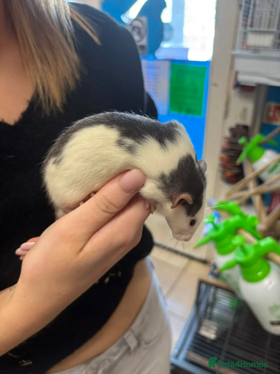 Rat rodents for sale: Hairless, dumbos and fancy rats - Advert 7