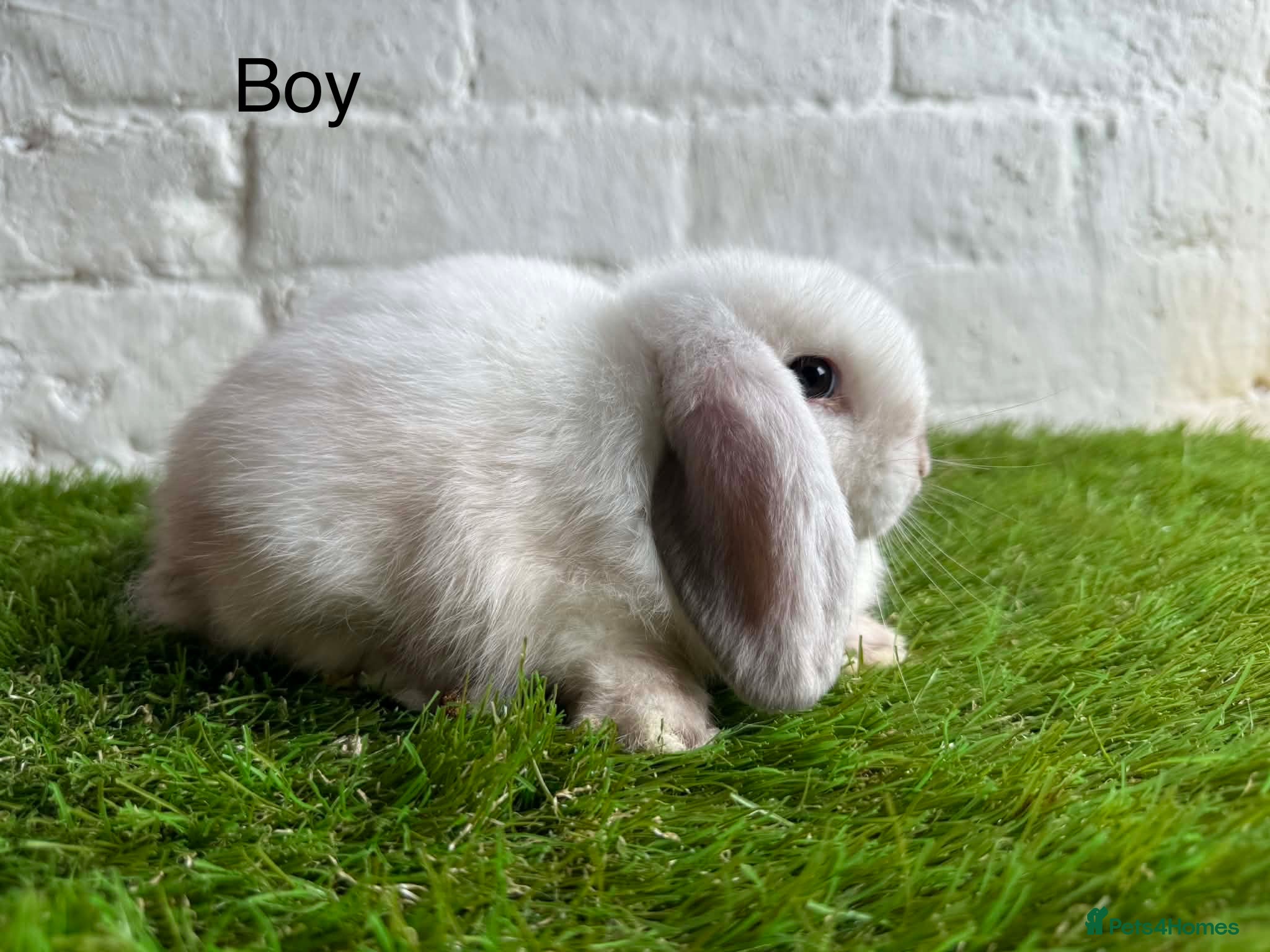 Mini Lop rabbits Stunning Mini Lops ready to leave now  - Advert 1