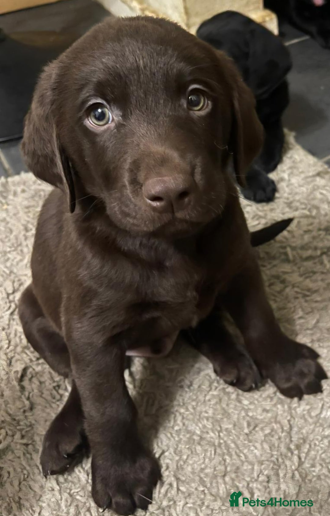 Labrador Retriever dogs for sale: PUPPIES 🐶 🐾  - Advert 15