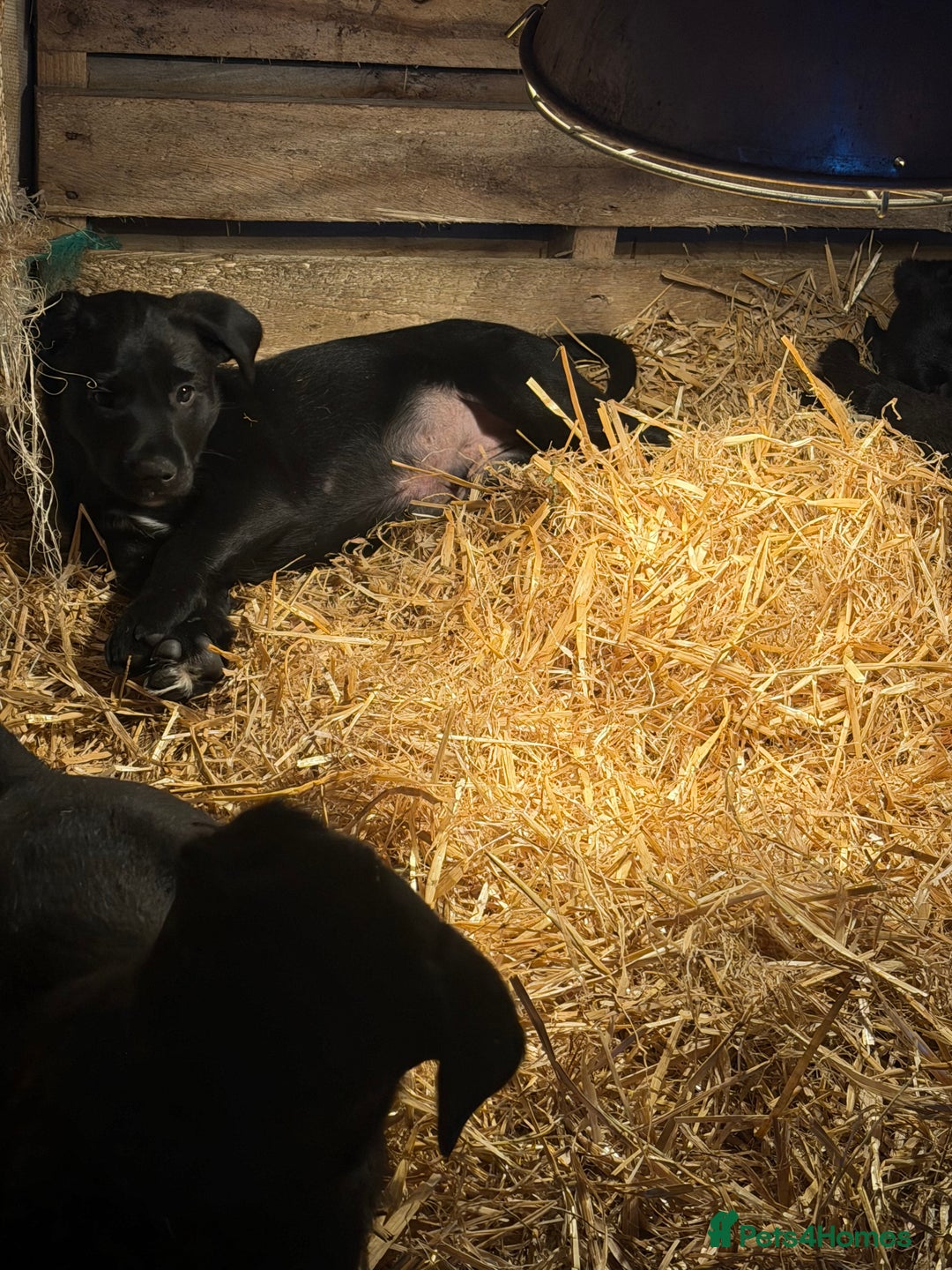 Mixed Breed dogs for sale: Collie cross puppies - Advert 4