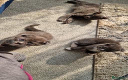 Scottish Fold cats for sale: Scottish fold X British Blue kittens for sale.  - Image 1