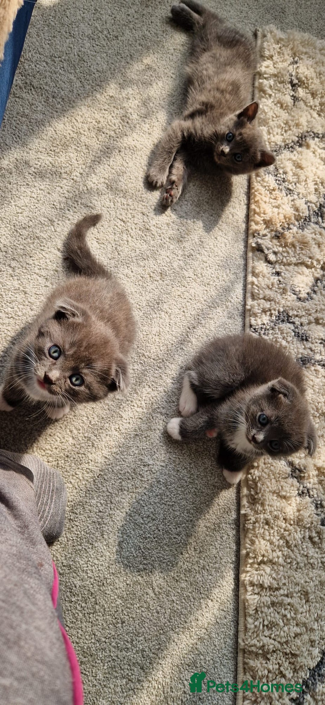 Scottish Fold cats for sale: Scottish fold X British Blue kittens for sale.  - Image 1