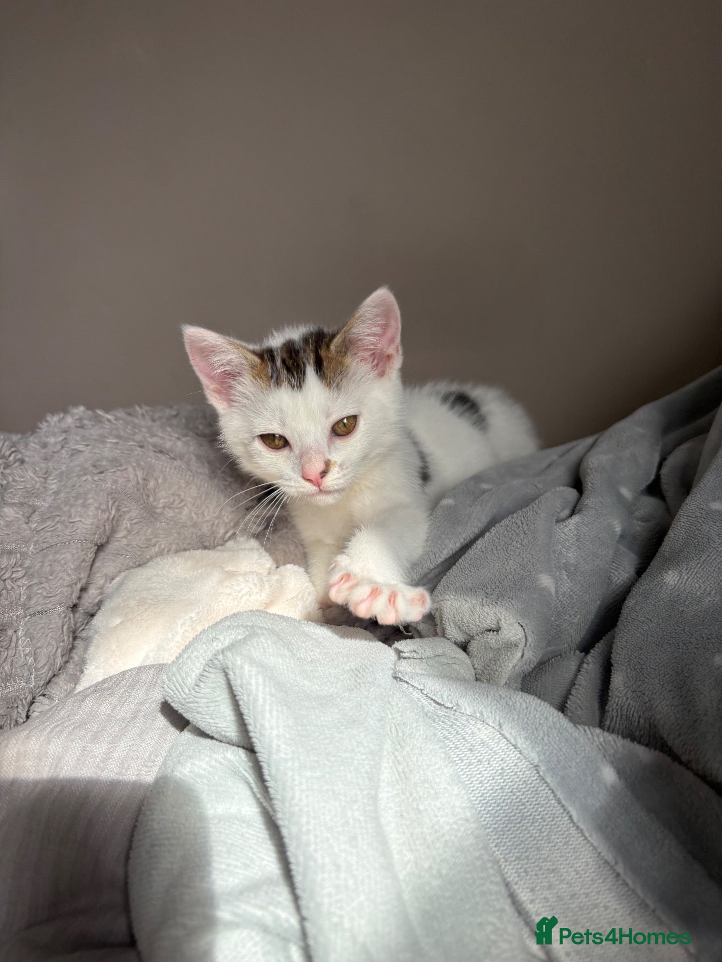 Mixed Breed cats Gaston - Advert 5